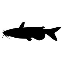 Channel Catfish2 Wall Decal