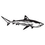 Tiger Shark Decal