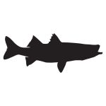 Snook Wall Decal