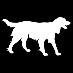 Springer Gun Dog Decal