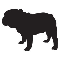 English Bulldog Decal