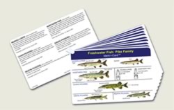 Fish Identification Cards