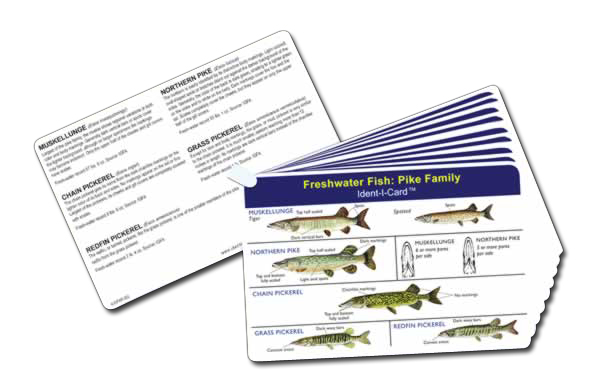 Stream Trout Ident-I-Card Freshwater Fish Identification Card 