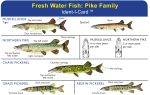 Pike Family Ident-I-Card - Waterproof Freshwater Fish Identification Card