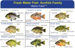Sunfish Family Ident-I-Card - Waterproof Freshwater Fish Identification Card