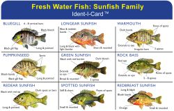 Sunfish Family Ident-I-Card - Waterproof Freshwater Fish Identification Card