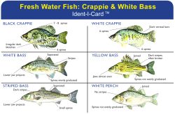 Crappie & White Bass Ident-I-Card - Waterproof Freshwater Fish Identification Card