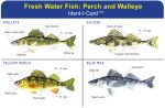 Perch & Walleye Ident-I-Card - Waterproof Freshwater Fish Identification Card