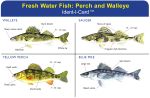 Perch & Walleye Ident-I-Card - Waterproof Freshwater Fish Identification Card