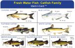 Catfish Family Ident-I-Card - Waterproof Freshwater Fish Identification Card