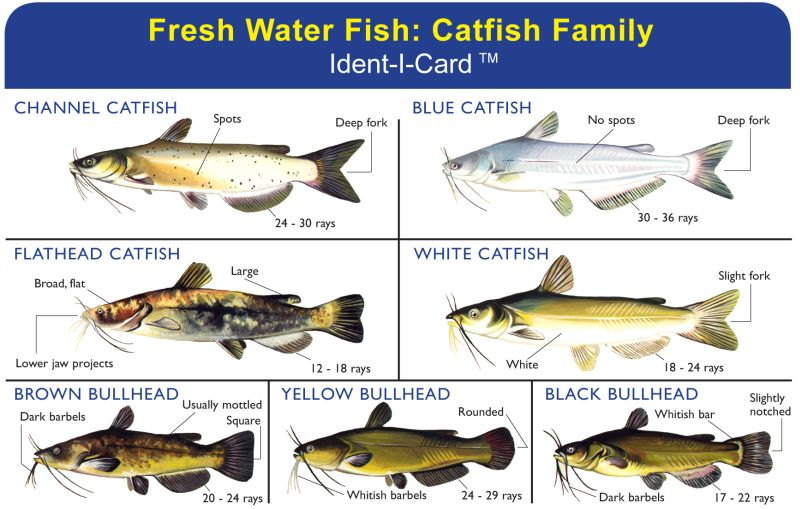 Catfish Family Ident-I-Card - Waterproof Freshwater Fish Identification Card