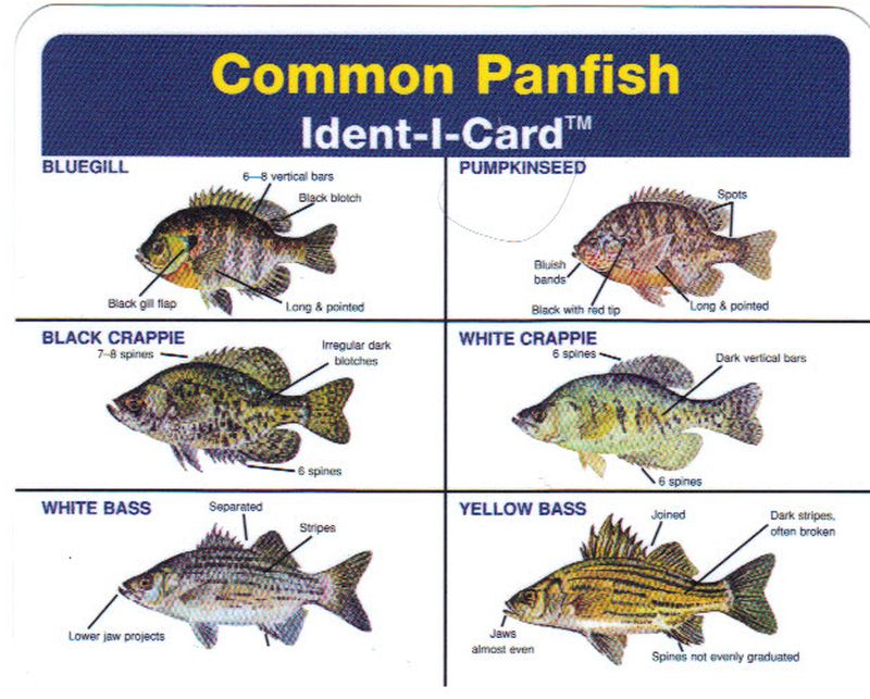 Common Panfish Ident-I-Card - Waterproof Freshwater Fish