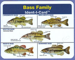 Bass Family Ident-I-Card - Waterproof Freshwater Fish Identification Card