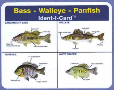 Bass - Walleye - Panfish Ident-I-Card - Waterproof Freshwater Fish  Identification Card