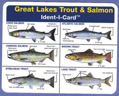 Salmon Species Identification Chart