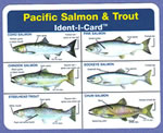 CUSTOM IMPRINTED - Pacific Salmon & Trout Ident-I-Card - Waterproof Freshwater Fish Identification Card