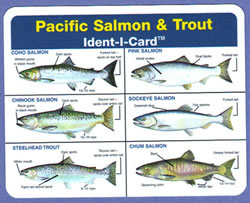 Pacific Salmon & Trout Ident-I-Card - Waterproof Freshwater Fish Identification Card