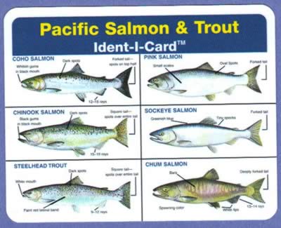 Salmon Species Identification Chart