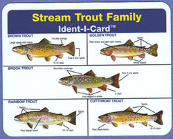 Stream Trout Ident-I-Card - Waterproof Freshwater Fish Identification Card