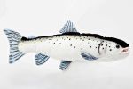 Atlantic Salmon - 1...