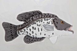 Black Crappie - 7 inch Stuffed Animal