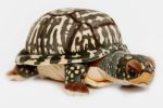 Box Turtle - Stuffe...