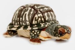 Box Turtle - Stuffed Animal