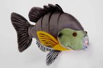 Sunfish - 7 inch St...