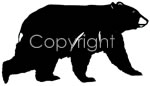 Black Bear Decal