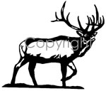 Buglin' Bull Decal