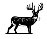 Dream Buck Decal