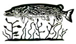 Northern Pike Decal
