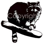 Raccoon Decal