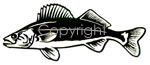 Walleye Decal