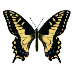 Anise Swallowtail Butterfly Decal