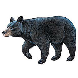 Black Bear Decal