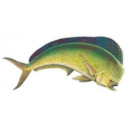 Mahi Mahi - Dorado Color Decal