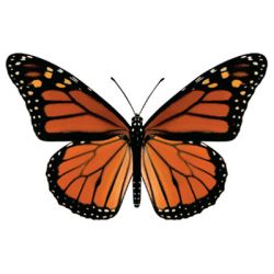 North American Butterfly Color Decals Monarch Sticker North American Butterfly Color Decals Monarch Sticker