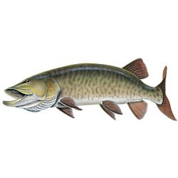 Musky Decal