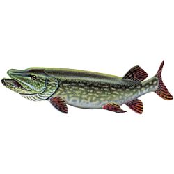 Northern Pike Decal