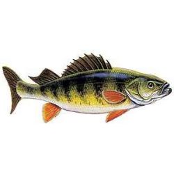 Perch Decal