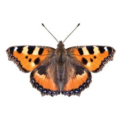 Small Tortoiseshell Butterfly Decal