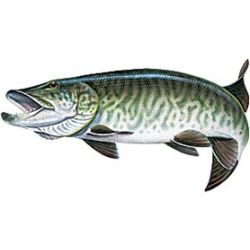 Tiger Musky Decal