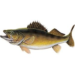 Walleye - Magnet