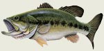 Largemouth Bass - Magnet