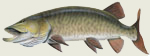 Musky Decal