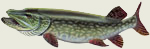 Northern Pike Decal