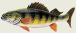 Perch Decal