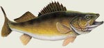 Walleye - Magnet