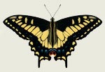 Anise Swallowtail Butterfly Decal